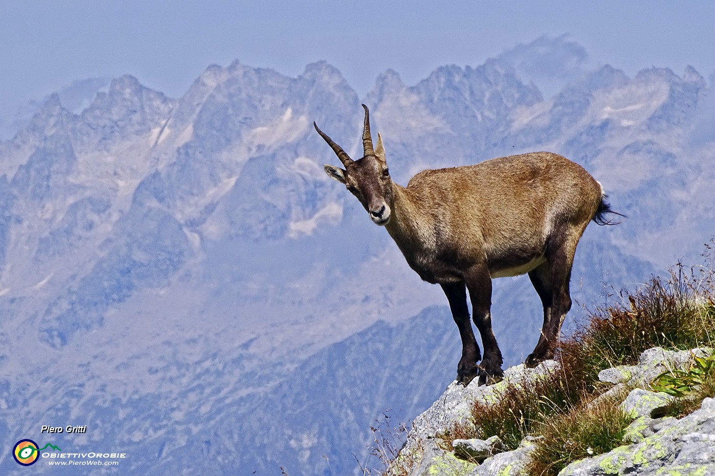 35 Stambecco femmina su sfondo Alpi Retiche.JPG -                                